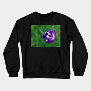 Single purple crocus Crewneck Sweatshirt